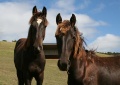 Doc & Jack Yearling Colts